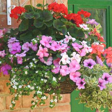 flowers basket