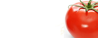Tomato Study