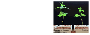 Grower's Secret - Kidney Bean Growth Comparison