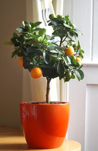 indoor fruit tree resized 600
