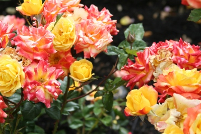 rose garden resized 600