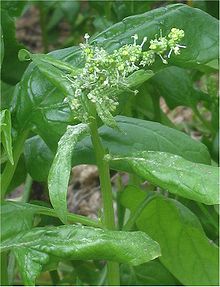 spinach