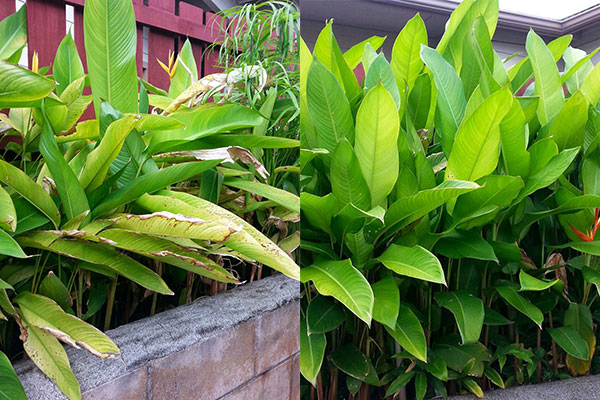 GS Professional applied to red ginger