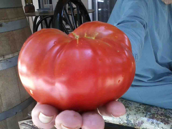 17.6 oz GSP Tomato 2