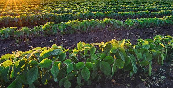 crops-field