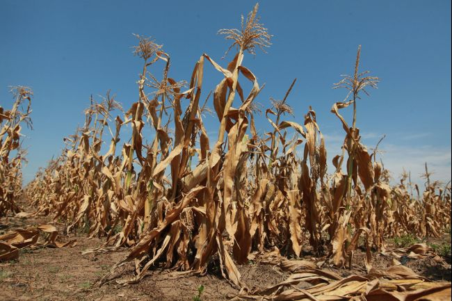 Drought%20Corn
