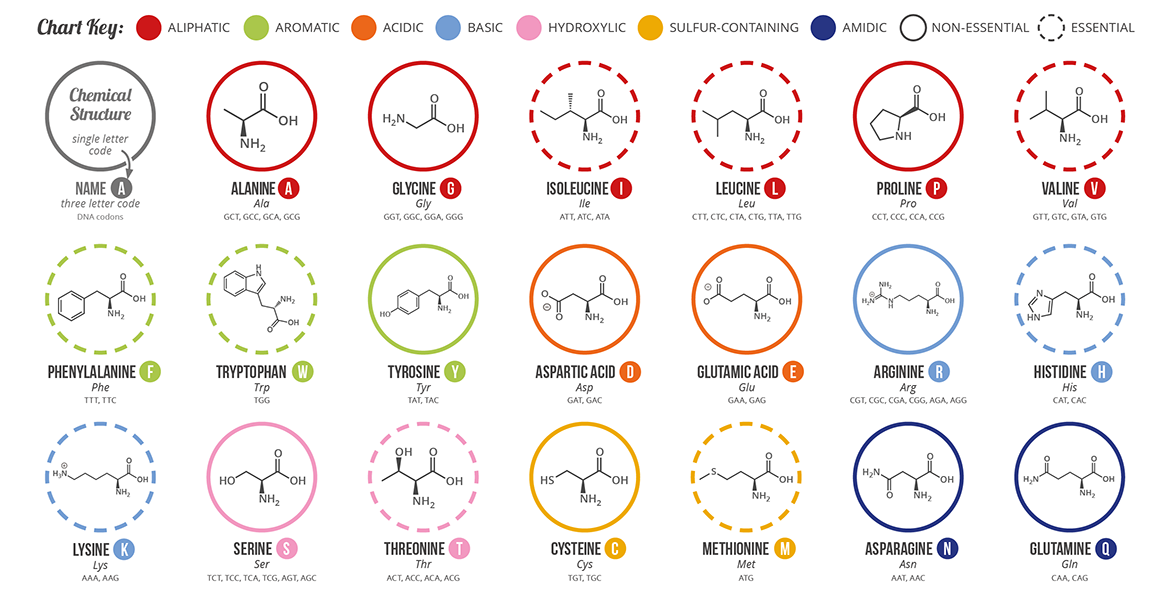Amino-Acids-infograph