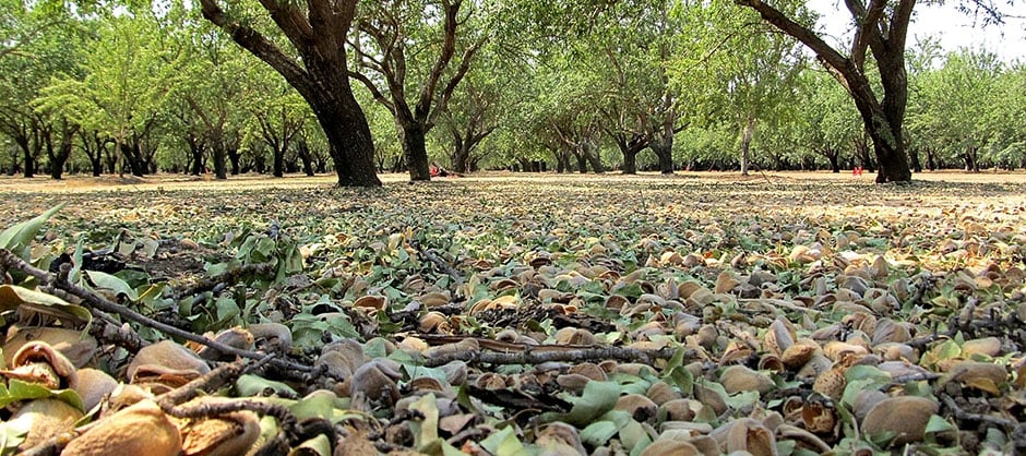 almonds-harvested-cp