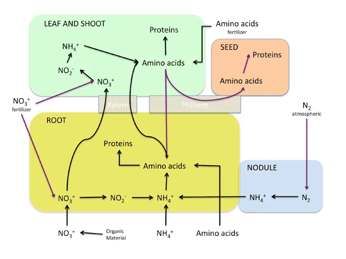 amino acid fow chart
