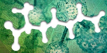 amino-acid-leaves-600x300