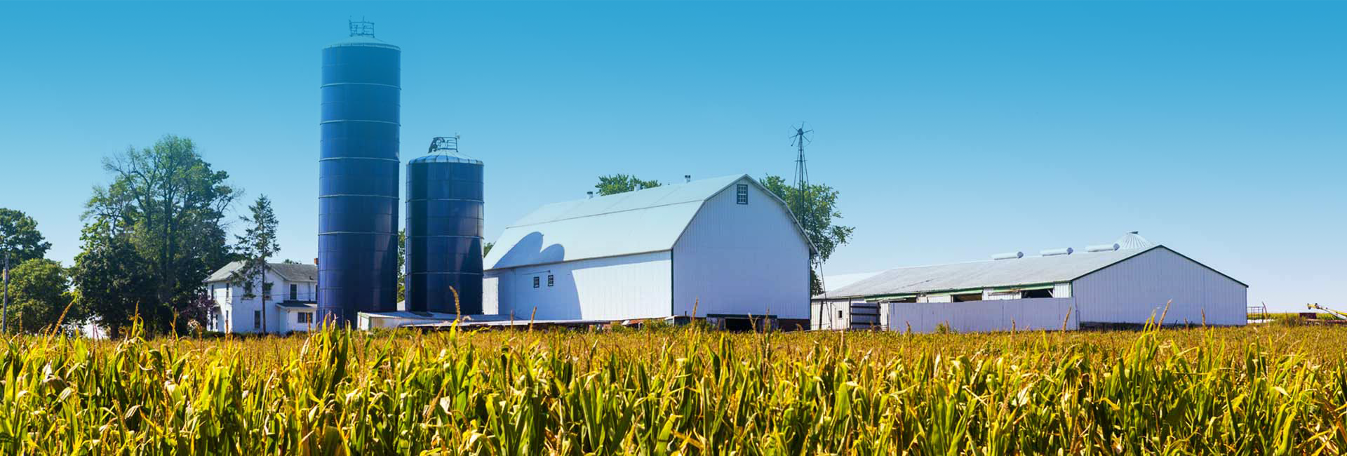 Corn Steep Liquor and Powder Fertilizers