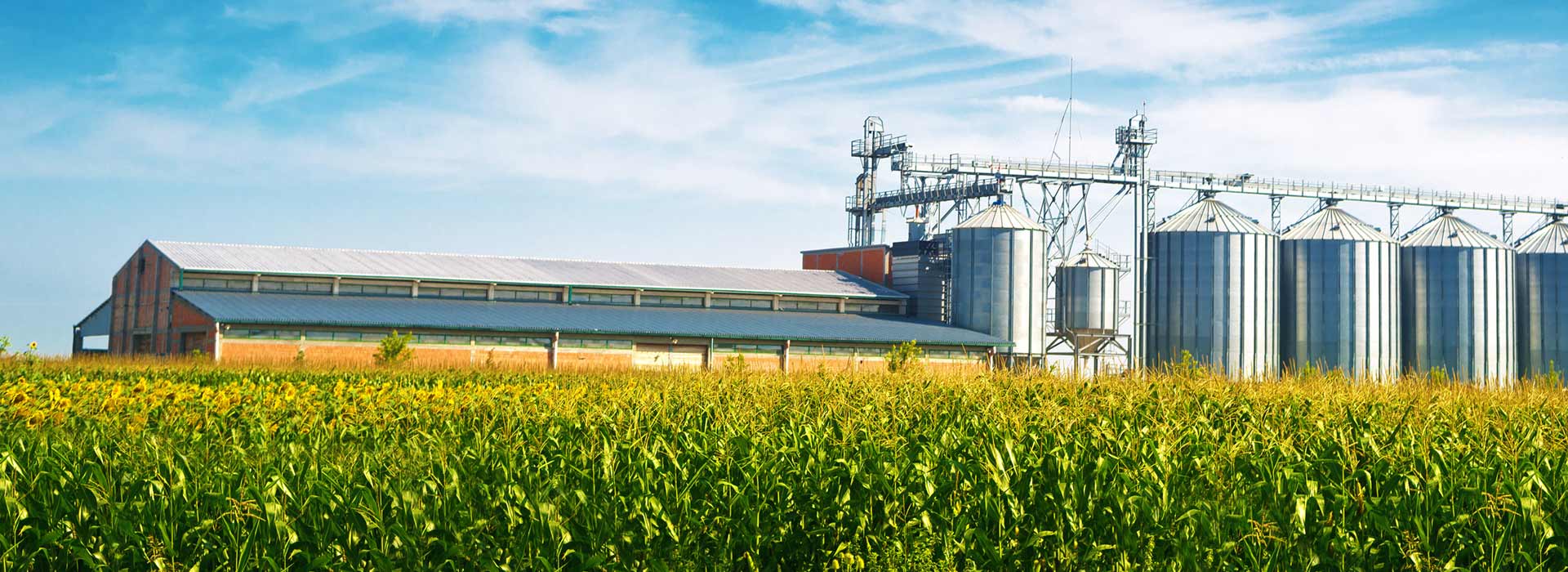 banner-grain-plant