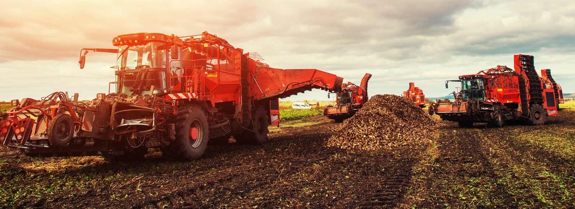 banner-harvest-beets.jpg