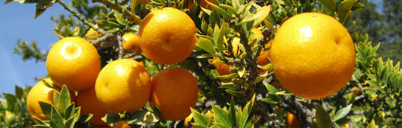 citrus-crop