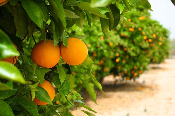 orange-grove.jpg