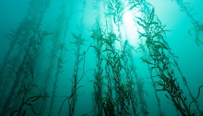 seaweed-kelp-in-ocean.jpg