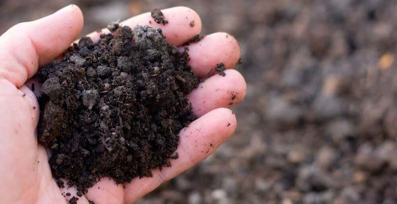 soil-in-the-hand
