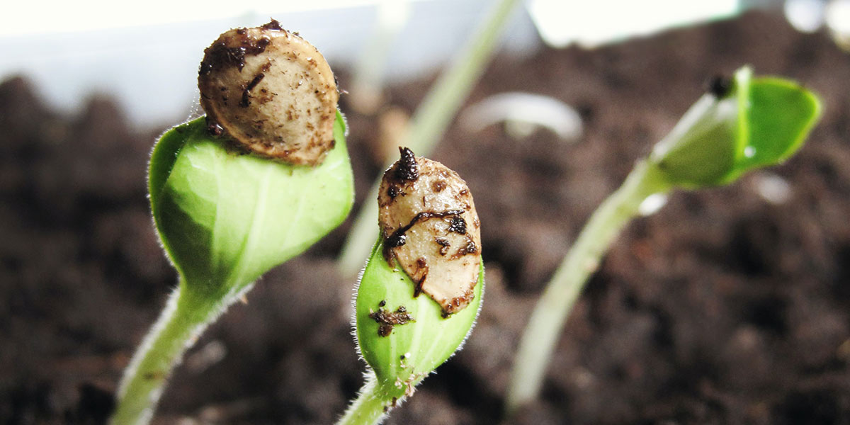 sprouting-seeds-jen-theodore-Tys0QOcdbBA-unsplash-1200x600,jpg