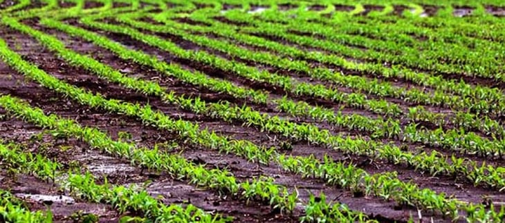 wet-field-1.jpg